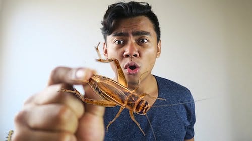 Eating Crickets