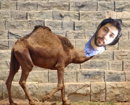 Dan Camel 