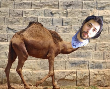 Dan Camel
